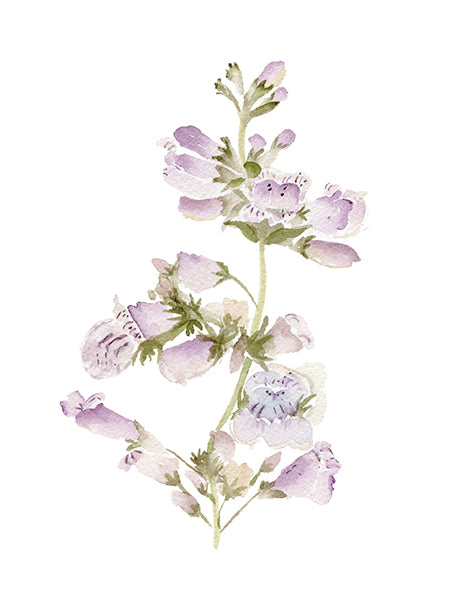 Wild Foxglove Study No. 1, Limited Edition Print