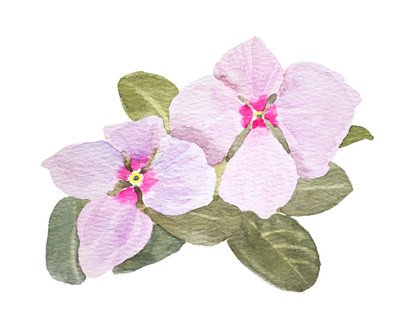 Pink Impatiens, Limited Edition Print