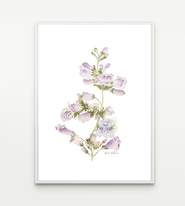 Wild Foxglove Study No. 1