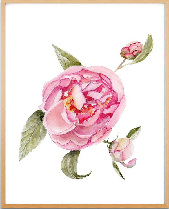Pink Peony Study No. 10