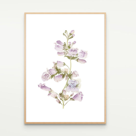 Wild Foxglove Study No. 1