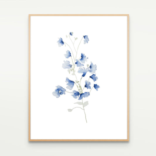 Larkspur Study No. 1