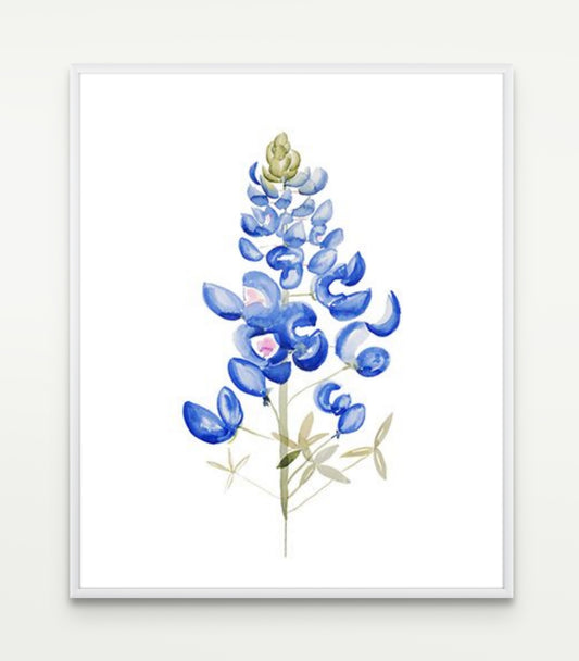 Bluebonnet Study No. 1