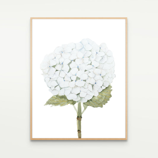 White Hydrangea Study No. 1
